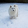 Lyka joined the competition — help win amazing prizes! dog, white_dog, snow, outdoor, fence, pet, fluffy, animal, winter, cold, fur, standing, backyard, nature, canine, mammal, quiet, alone, daylight, alert