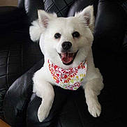 Lyka joined the competition — help win amazing prizes! dog, white_dog, bandana, happy, smiling, pet, animal, leather_chair, indoor, cute, fluffy, sitting, canine, fur, domestic_animal, companion, friendly, looking_at_camera, portrait, relaxed