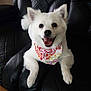 dog, white_dog, bandana, happy, smiling, pet, animal, leather_chair, indoor, cute, fluffy, sitting, canine, fur, domestic_animal, companion, friendly, looking_at_camera, portrait, relaxed