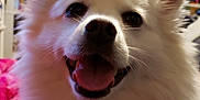 Lyka joined the competition — help win amazing prizes! dog, white_dog, fluffy, smiling, tongue_out, pet, indoor, bedroom, blanket, curtains, shelf, wall_art, cute, happy, canine, fur, nose, ears, close_up, animal