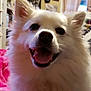 dog, white_dog, fluffy, smiling, tongue_out, pet, indoor, bedroom, blanket, curtains, shelf, wall_art, cute, happy, canine, fur, nose, ears, close_up, animal