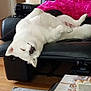 Lyka is registered to the contest to win money with this photo: dog, white_dog, sleeping, upside_down, recliner, black_leather, person, pink_robe, living_room, wooden_floor, rug, coffee_table, soda_can, dvd, doily, relaxation, cozy, indoor, pet, napping