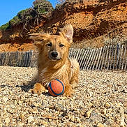 Tillie a rejoint le concours — aidez-le/la à gagner de superbes lots ! dog, ball, beach, rocks, fence, ear, fur, outdoor, sunlight, pet, playing, animal, nature, daytime, relaxed, brown, orange, blue, paw, landscape