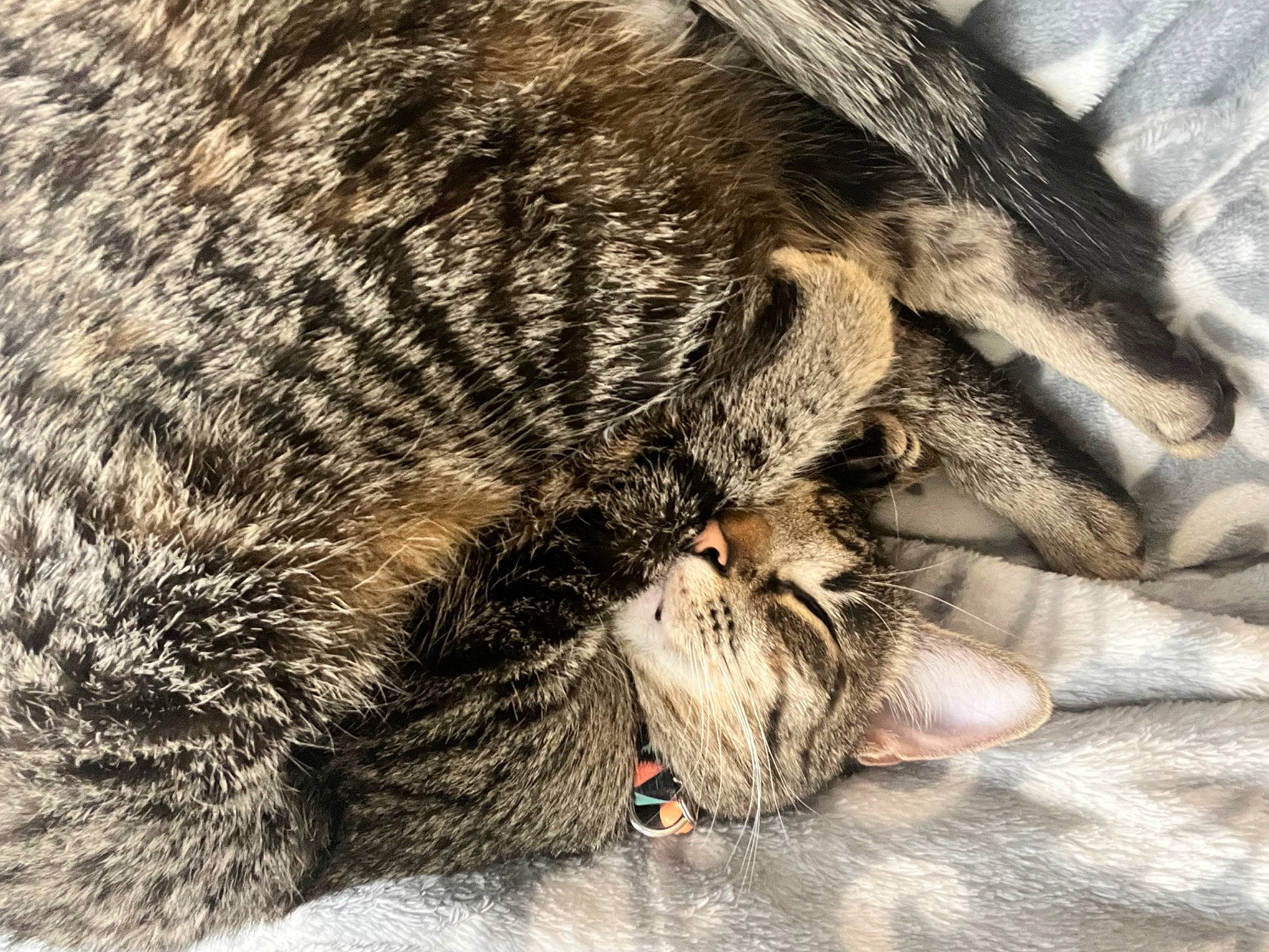 Adele is registered to the contest to win money with this photo: carnivore, cat, claw, close_up, comfort, domestic_short_haired_cat, felidae, foot, fur, nap, natural_material, paw, sleep, small_to_medium_sized_cats, snout, tail, terrestrial_animal, whiskers, wildlife