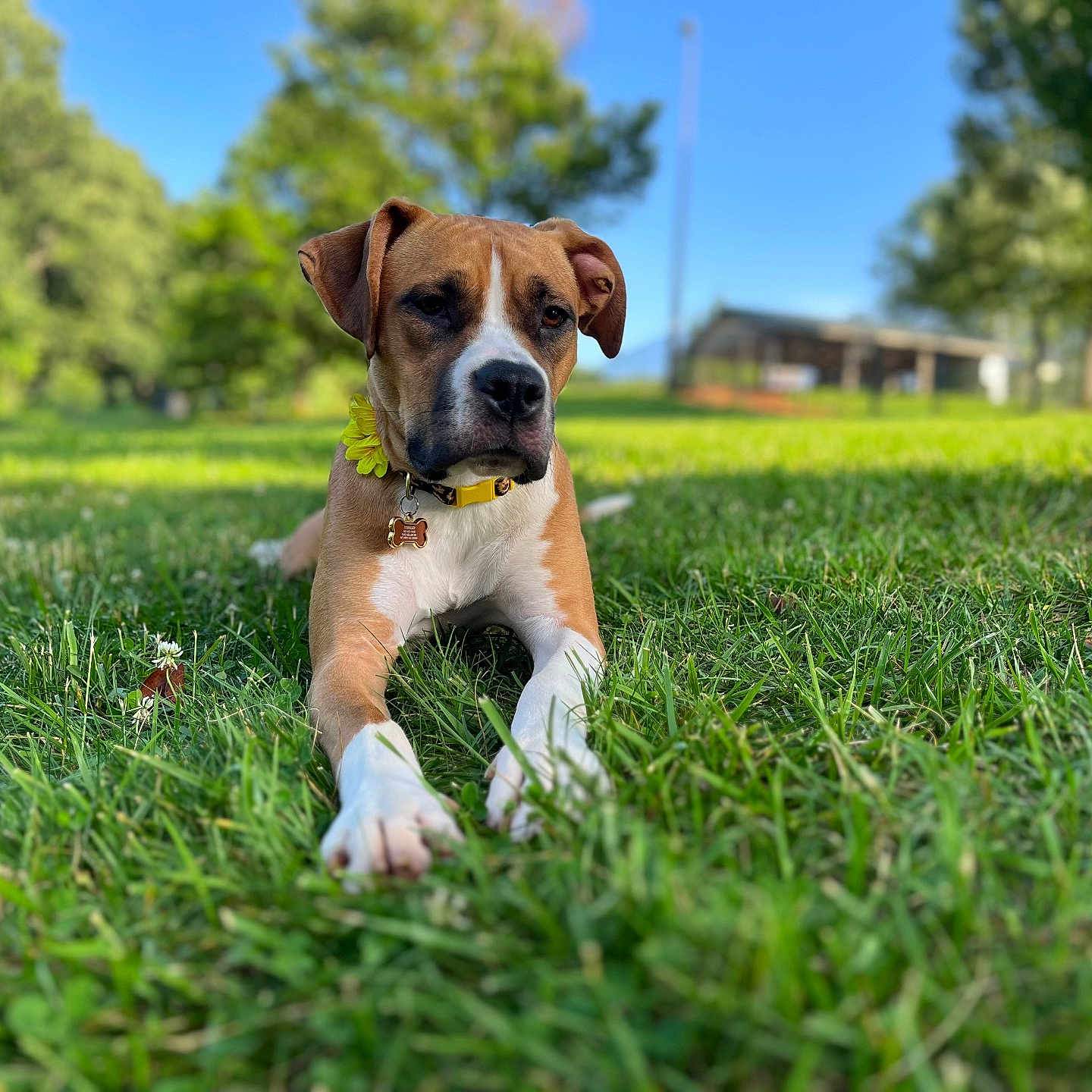 Georgia is registered to the contest to win money with this photo: animal, boxer, bulldog, canine, dog, field, grass, grassland, green, hound, lawn, nature, outdoors, park, pet, pitbull, plant, puppy, tree, vegetation