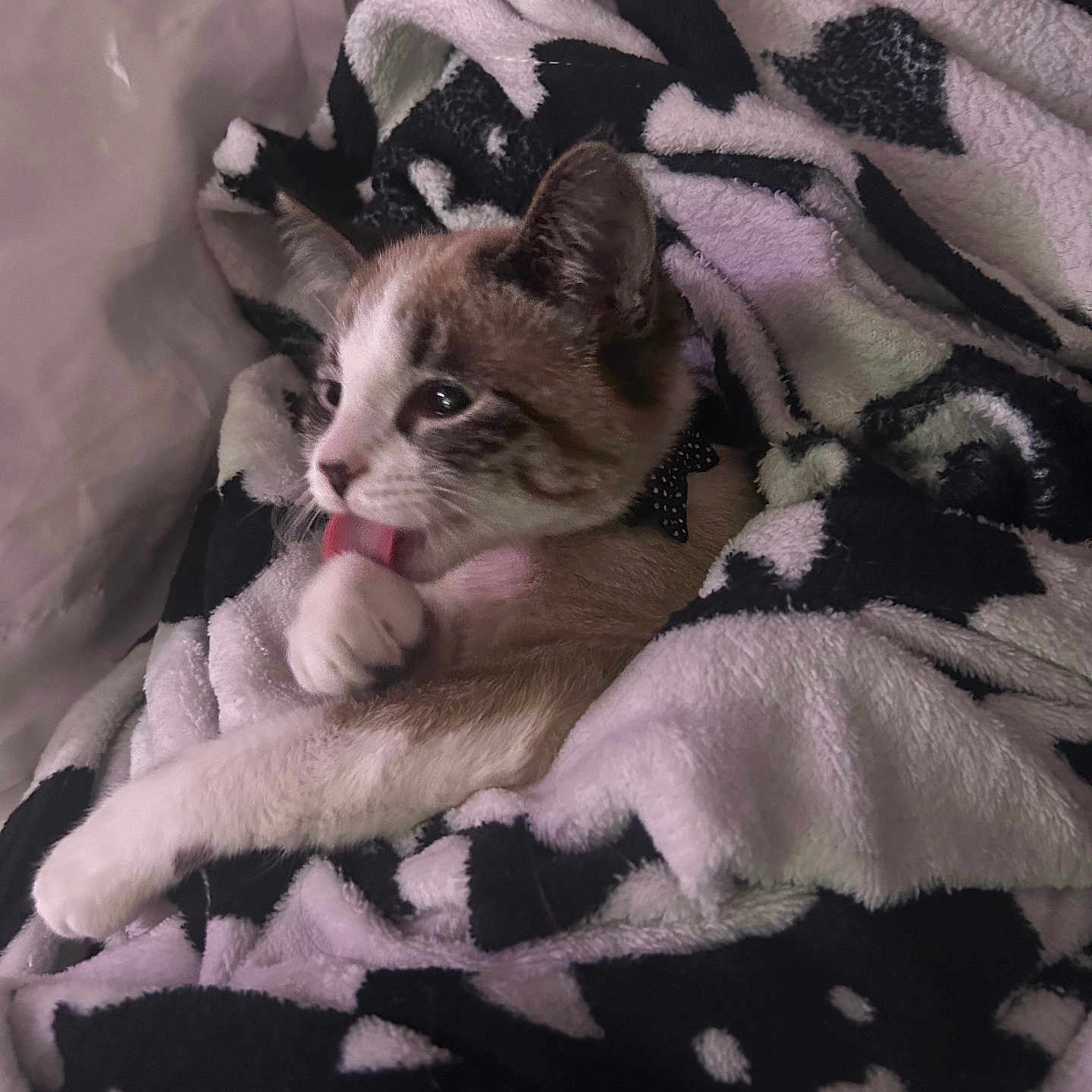 Kikki is registered to the contest to win money with this photo: animal, blanket, cat, comfort, cozy, cute, cute_animal, feline, fur, indoor, kitten, paw, pet, relaxed, resting, sleepy, snuggle, soft, tongue, warm