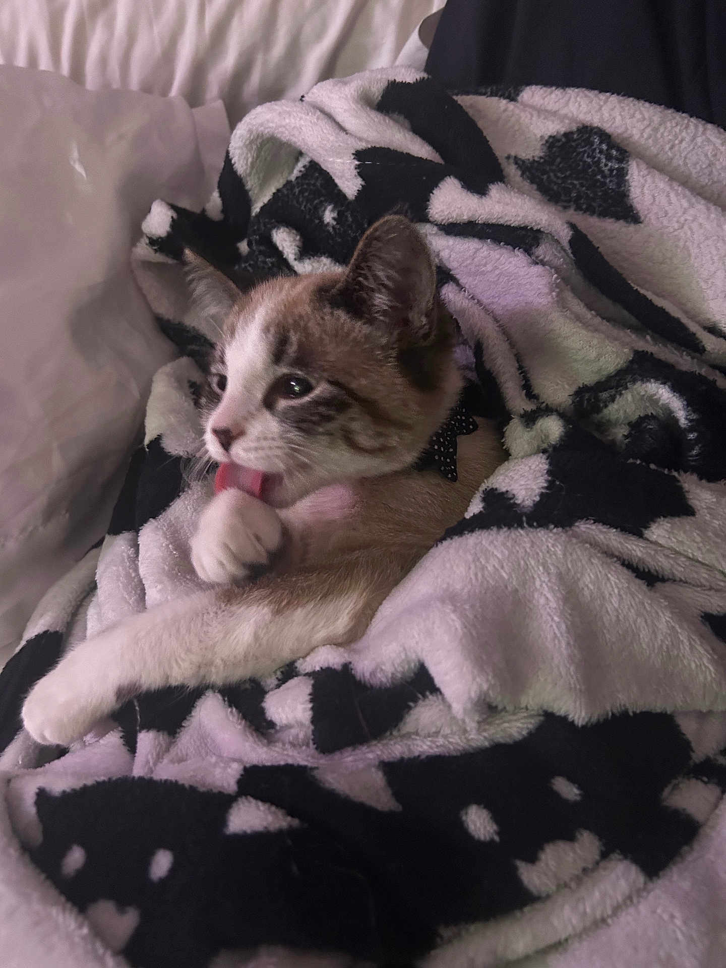 Kikki is registered to the contest to win money with this photo: kitten, cat, blanket, paw, tongue, feline, cozy, animal, pet, fur, indoor, soft, cute, resting, relaxed, cute_animal, comfort, warm, snuggle, sleepy