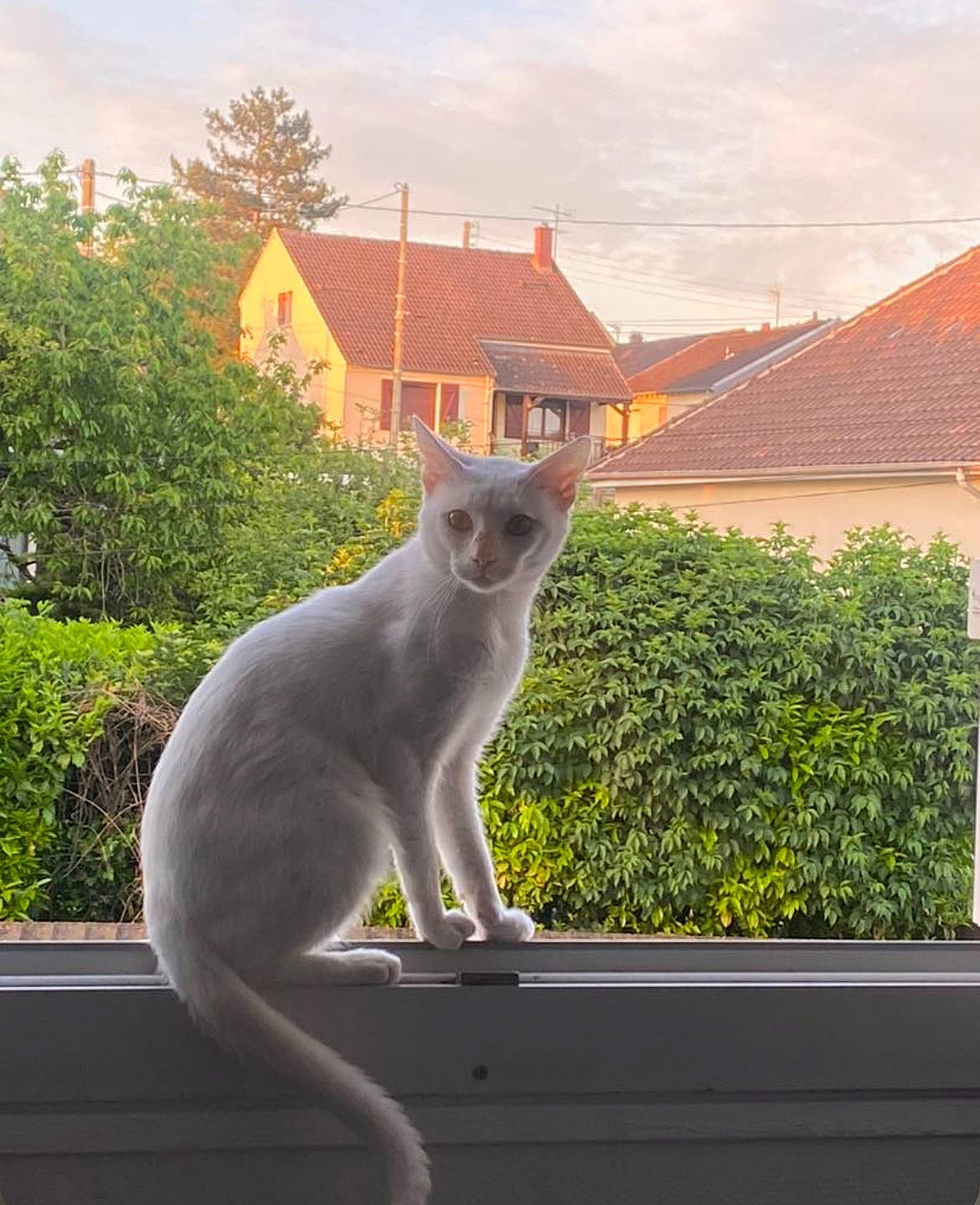 Rocco participe au concours pour gagner de l'argent avec cette photo : carnivore, cat, cloud, domestic_short_haired_cat, fawn, felidae, fur, grass, grey, metal, plant, roof, sky, small_to_medium_sized_cats, snout, sunlight, tail, tree, whiskers, window