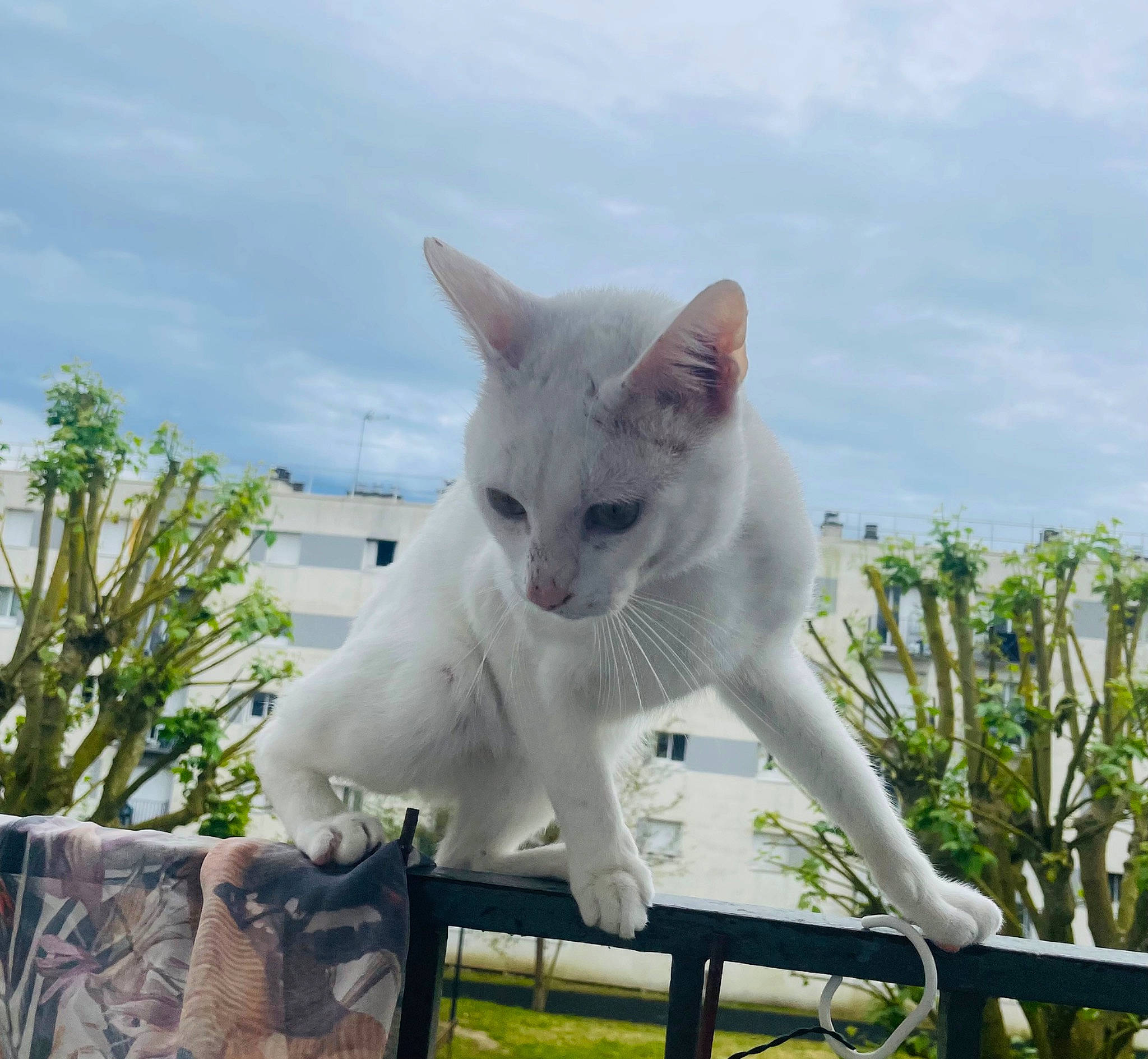 Rocco a rejoint le concours — aidez-le/la à gagner de superbes lots ! carnivore, cat, cloud, domestic_short_haired_cat, felidae, fence, grass, herbaceous_plant, plant, sky, small_to_medium_sized_cats, tail, tree, whiskers