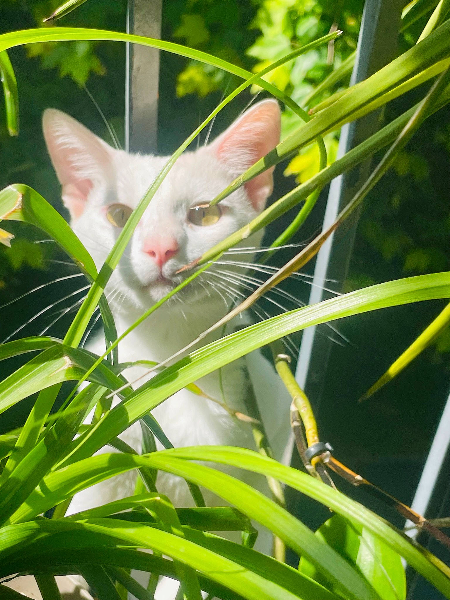 Rocco participe au concours pour gagner de l'argent avec cette photo : botany, branch, carnivore, cat, fawn, felidae, grass, grass_family, leaf, natural_environment, nature, plant, small_to_medium_sized_cats, snout, tail, terrestrial_plant, tree, twig, vegetation, whiskers