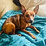animal, blanket, canine, chihuahua, dog, dogbed, pet, puppy