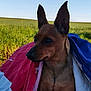animal, architecture, blanket, building, canine, colthorse, dog, field, flag, germanshepherd, grass, horse, nature, outdoors, pet, plant, puppy, shelter, sky, towel