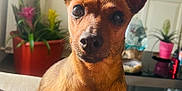 Choupette a rejoint le concours — aidez-le/la à gagner de superbes lots ! adult, animal, canine, chihuahua, computerhardware, dog, face, female, flower, head, jar, person, pet, plant, planter, pottedplant, pottery, puppy, vase, woman