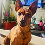 adult, animal, canine, chihuahua, computerhardware, dog, face, female, flower, head, jar, person, pet, plant, planter, pottedplant, pottery, puppy, vase, woman
