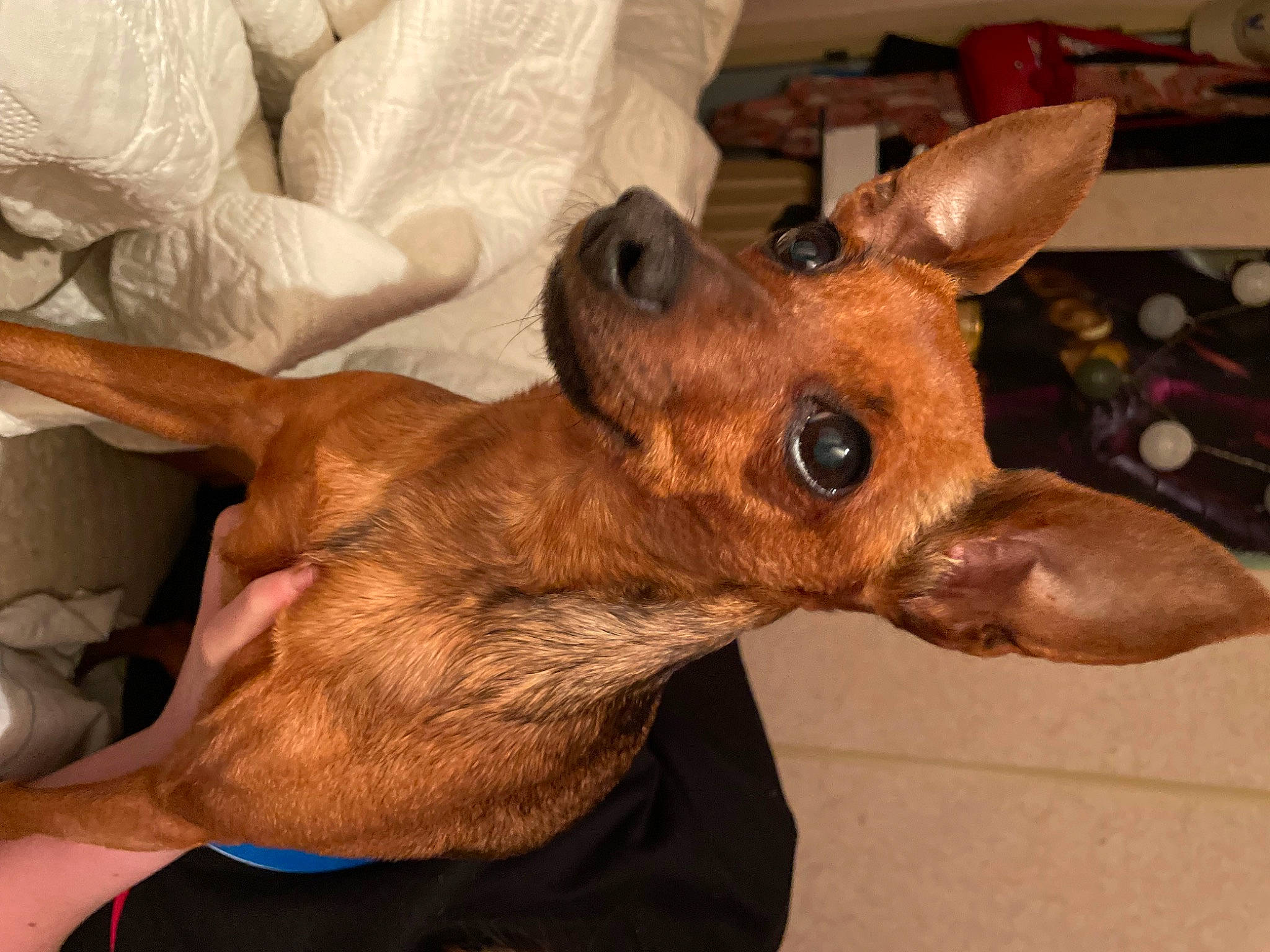 Choupette a rejoint le concours — aidez-le/la à gagner de superbes lots ! canidae, carnivore, comfort, companion_dog, dog, dog_breed, dog_sports, ear, fawn, fur, liver, puppy, sporting_group, toy_dog, whiskers, working_animal