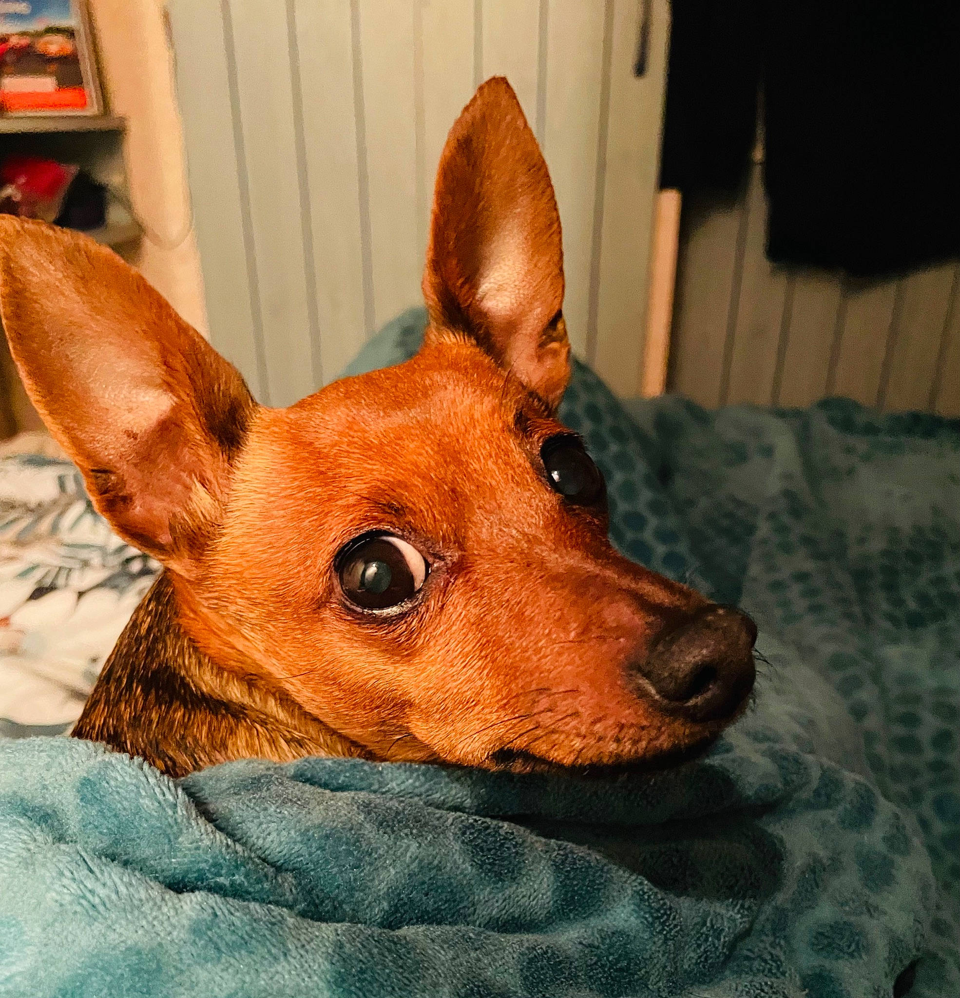 Choupette a rejoint le concours — aidez-le/la à gagner de superbes lots ! canidae, carnivore, comfort, companion_dog, dog, dog_breed, dog_sports, ear, fawn, fur, head, liver, non_sporting_group, prazsky_krysarik, snout, sporting_group, terrestrial_animal, toy_dog, whiskers, working_animal