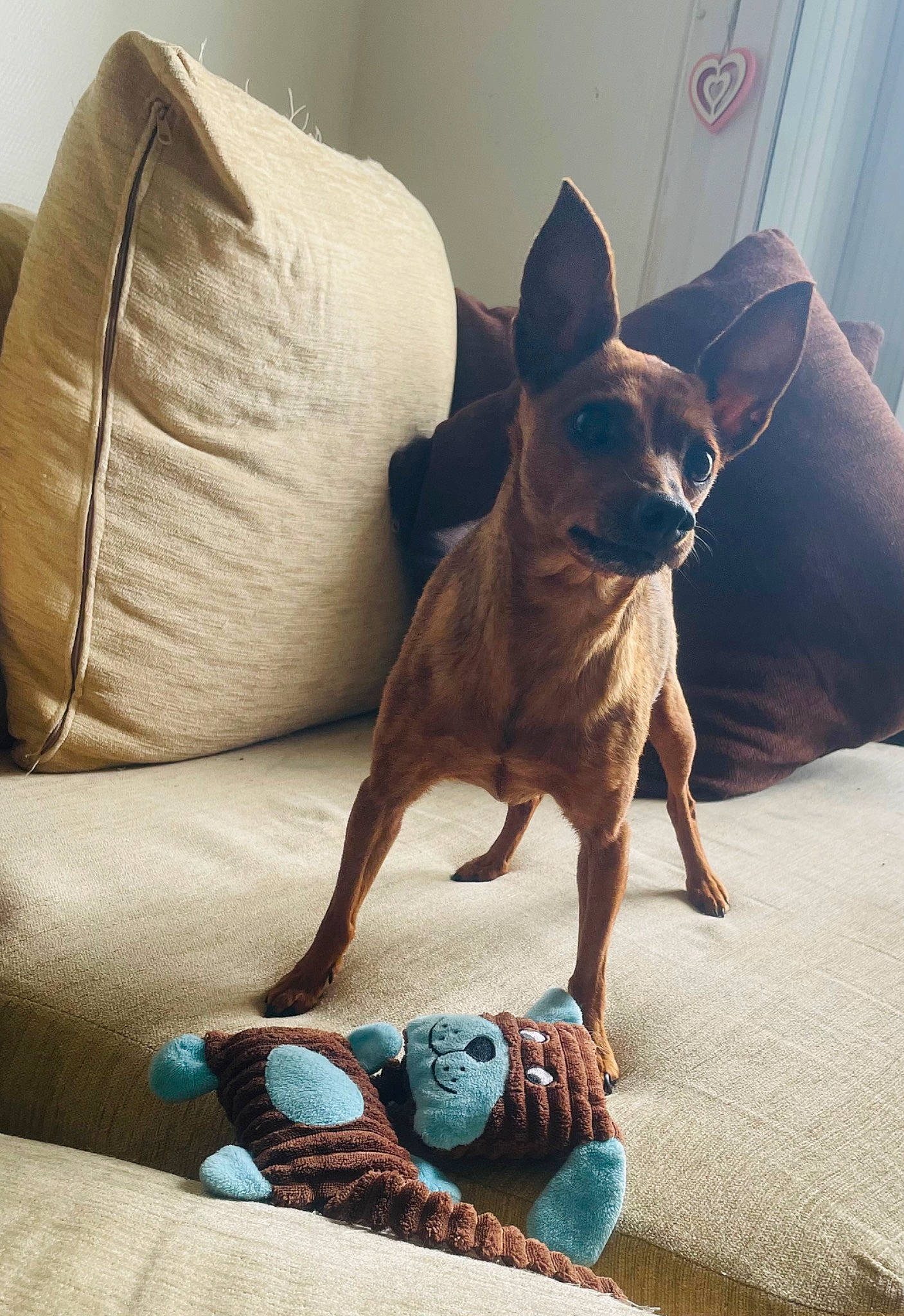 Choupette participe au concours pour gagner de l'argent avec cette photo : canidae, carnivore, chihuahua, comfort, companion_dog, dog, dog_breed, dog_supply, fawn, flooring, linens, liver, non_sporting_group, sitting, snout, sporting_group, tail, toy_dog, whiskers, working_animal