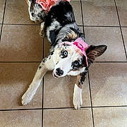 Alba a rejoint le concours — aidez-le/la à gagner de superbes lots ! puppy, dog, black_and_white, pink_bow, ruffled_outfit, costume, pet, animal, portrait, lying_down, tile_floor, kitchen, indoors, blue_eyes, floppy_ears, spotted_coat, cute, playful, fashionable, photography