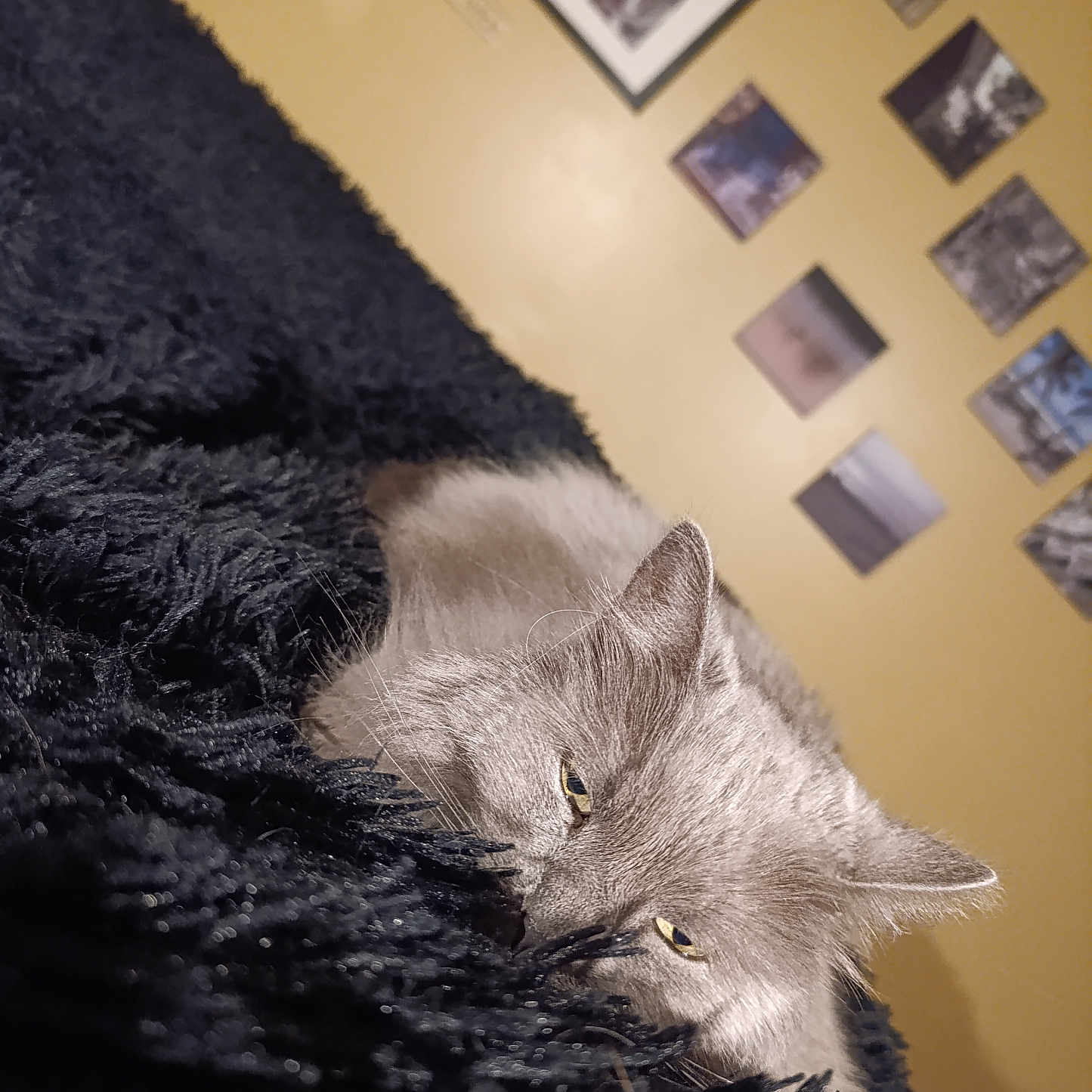Poupougnou