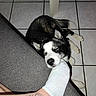 Beco a rejoint le concours — aidez-le/la à gagner de superbes lots ! dog, resting, sleepy, foot, sock, tattoo, ankle, tile_floor, couch, furniture, indoor, pet, black_and_white, animal, paw, relaxing, table_leg, domestic, companion, cozy