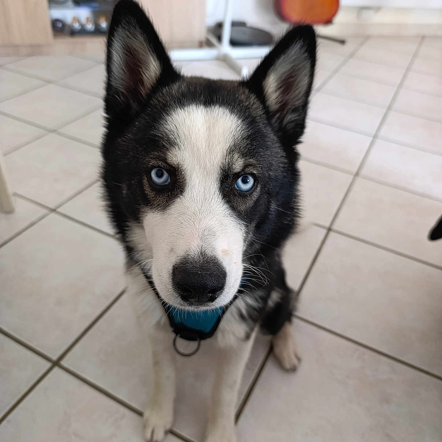 Beco participe au concours pour gagner de l'argent avec cette photo : dog, husky, blue_eyes, pet, indoors, tile_floor, guitar, furniture, living_room, canine, animal, looking_up, black_and_white_fur, ears_up, collar, flooring, close_up, sitting, domestic_animal, companion