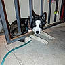 dog, husky, gate, metal_bars, leash, concrete_floor, night, pet, animal, trapped, resting, black_and_white, ears, collar, paw, outdoor, wall, decorations, cute, expression