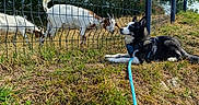 Beco a rejoint le concours — aidez-le/la à gagner de superbes lots ! dog, goat, fence, grass, leash, outdoor, animal, nature, pets, field, sunny, blue_sky, greenery, flower, curious, resting, daytime, interaction, mammal, background