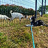 dog, goat, fence, grass, leash, outdoor, animal, nature, pets, field, sunny, blue_sky, greenery, flower, curious, resting, daytime, interaction, mammal, background