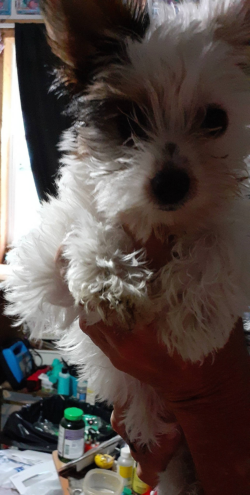 Faith Bailey joined the competition — help win amazing prizes! canidae, carnivore, companion_dog, curtain, dog, dog_breed, dog_collar, dog_supply, event, fur, maltepoo, puppy_love, shih_poo, small_terrier, snout, sporting_group, tableware, terrier, toy_dog, working_animal