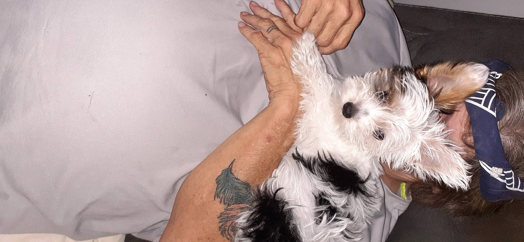 Faith Bailey joined the competition — help win amazing prizes! beard, canidae, carnivore, companion_dog, dog, dog_breed, dog_clothes, fur, gesture, nail, paw, small_terrier, snout, stuffed_toy, sunglasses, terrier, toy, toy_dog, whiskers, wrist