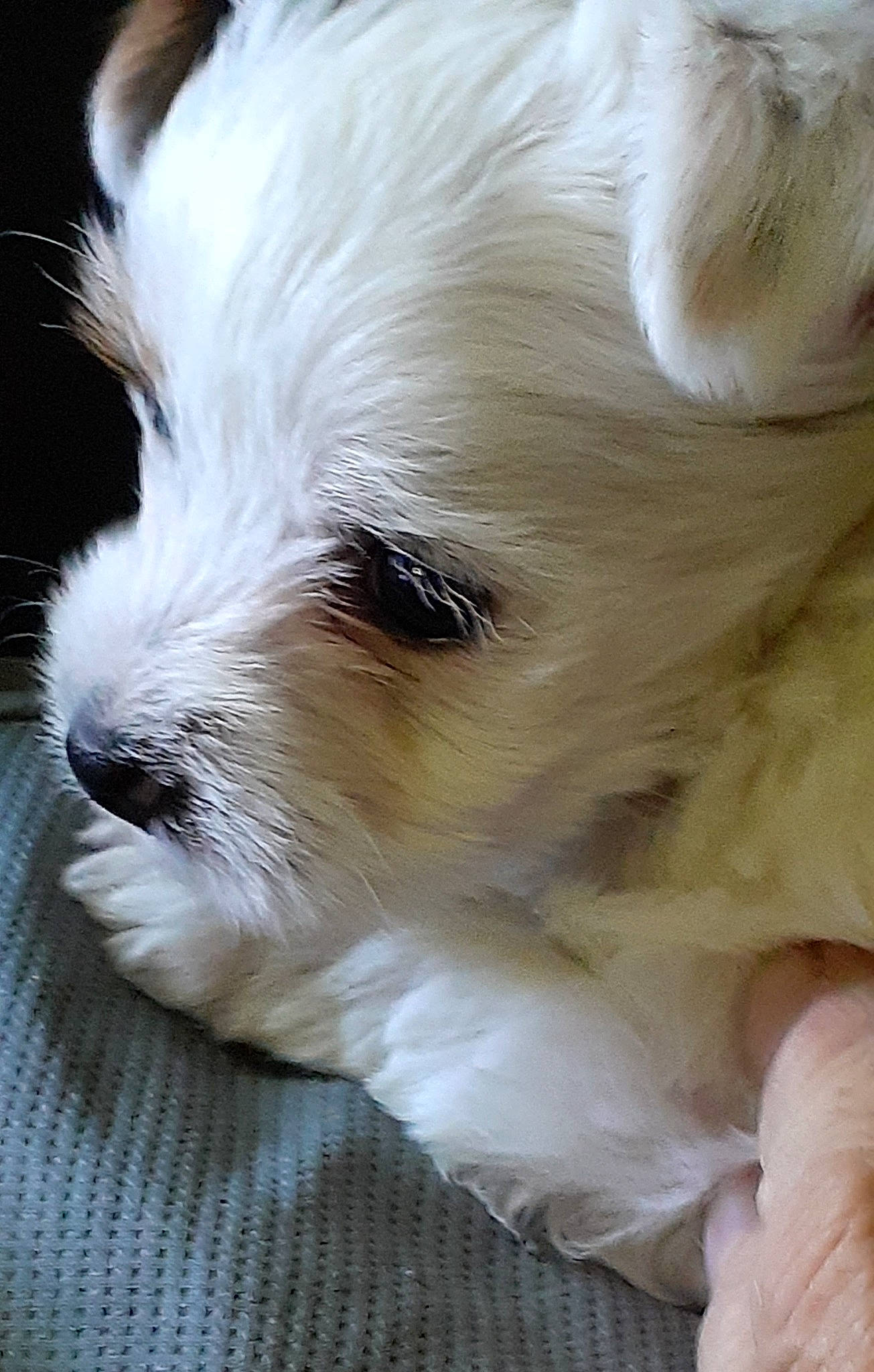 Faith Bailey joined the competition — help win amazing prizes! bored, canidae, carnivore, companion_dog, dog, dog_breed, ear, fawn, fur, non_sporting_group, small_terrier, sporting_group, terrestrial_animal, toy_dog, volpino_italiano, whiskers, working_animal