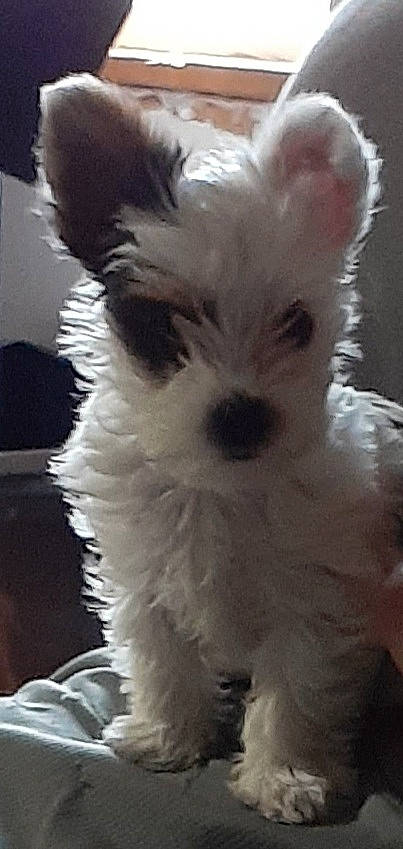 Faith Bailey is registered to the contest to win money with this photo: canidae, carnivore, collar, companion_dog, dog, dog_breed, dog_supply, ear, fur, maltepoo, non_sporting_group, small_terrier, snout, sporting_group, tail, terrestrial_animal, terrier, toy_dog, whiskers, working_animal