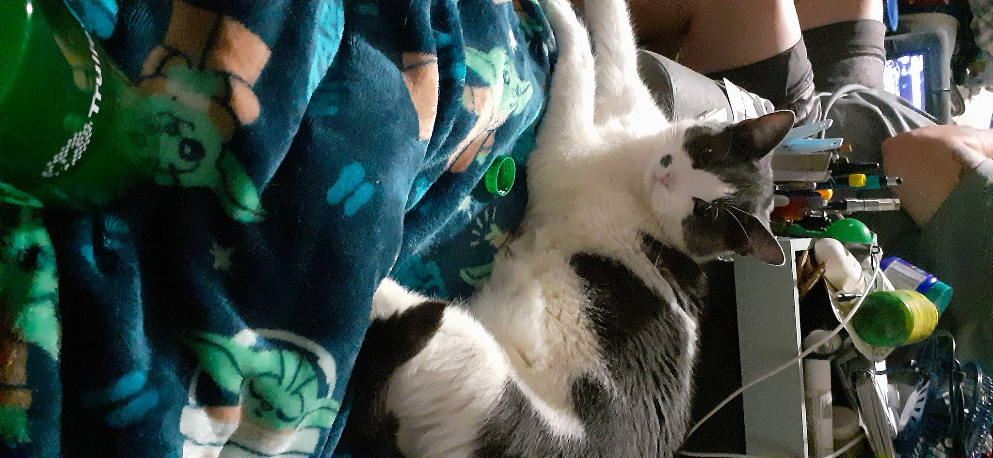 Scrappy Doo joined the competition — help win amazing prizes! canidae, carnivore, cat, claw, domestic_short_haired_cat, event, eyewear, felidae, fur, human_leg, nail, pattern, paw, public_event, small_to_medium_sized_cats, snout, tail, tree, whiskers