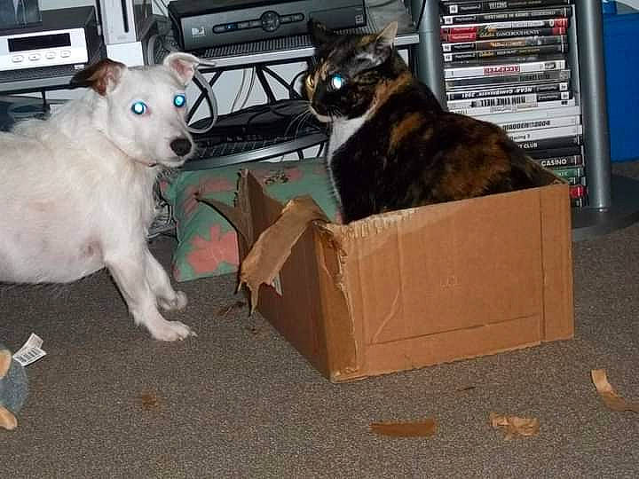 Miss Boots joined the competition — help win amazing prizes! box, cardboard, carnivore, carton, cat, companion_dog, event, fawn, felidae, fur, moving, packaging_and_labeling, packing_materials, paper_product, shipping_box, small_to_medium_sized_cats, snout, whiskers, wood, working_animal