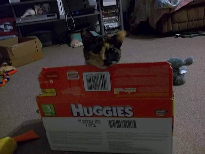 Miss Boots is registered to the contest to win money with this photo: box, cardboard, carnivore, carton, cat, domestic_short_haired_cat, felidae, flooring, font, fur, hardwood, packaging_and_labeling, room, shipping_box, small_to_medium_sized_cats, tail, whiskers