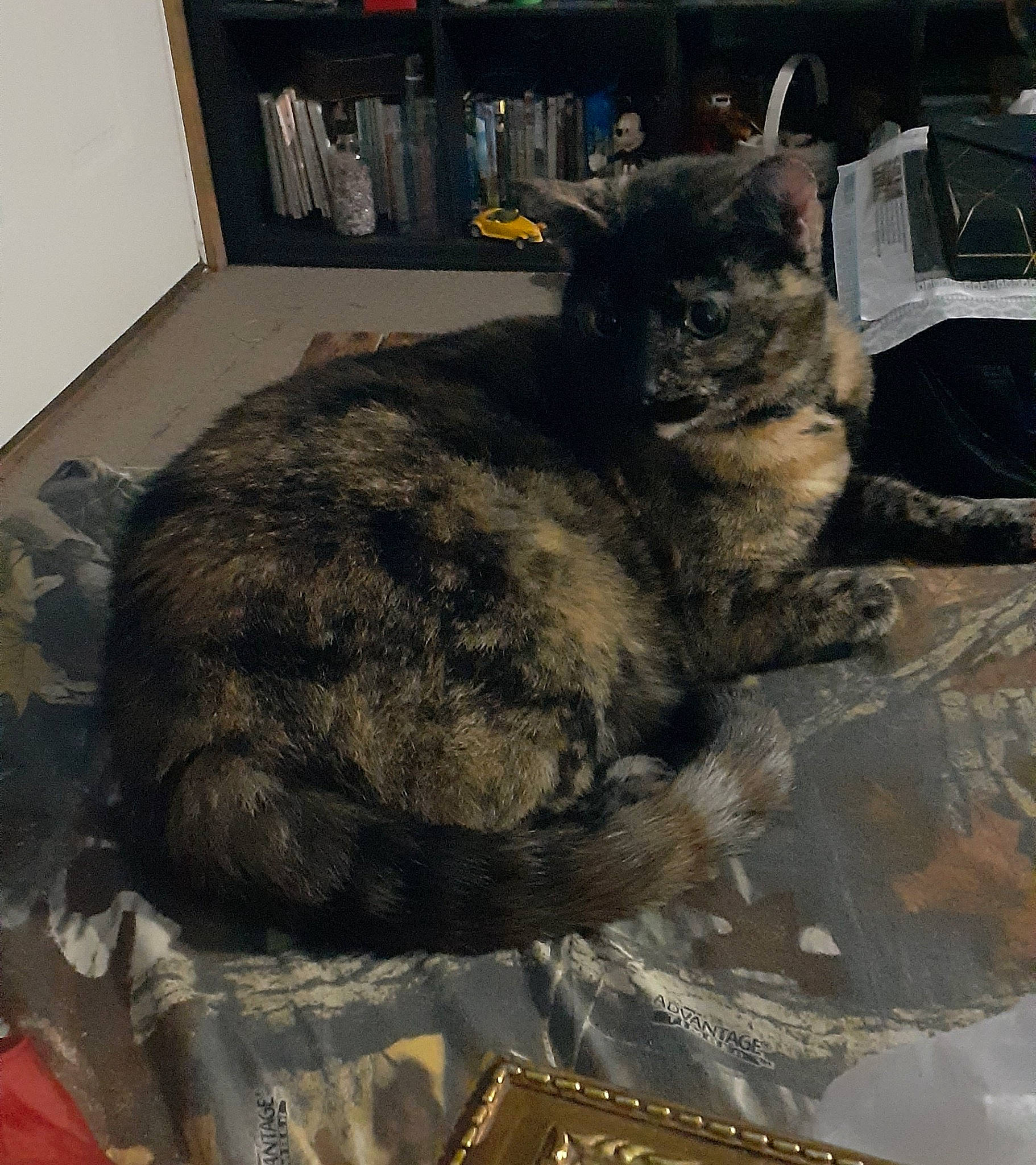 Callie Jo joined the competition — help win amazing prizes! box, carnivore, cat, claw, comfort, domestic_short_haired_cat, felidae, fur, nap, paw, small_to_medium_sized_cats, snout, tail, terrestrial_animal, whiskers