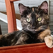 Pumpkin joined the competition — help win amazing prizes! cat, tortoiseshell_cat, pet, animal, feline, paw, green_eyes, whiskers, wooden_furniture, indoor, resting, looking_at_camera, close_up, domestic_cat, cute, curious, relaxed, household, portrait, tabby