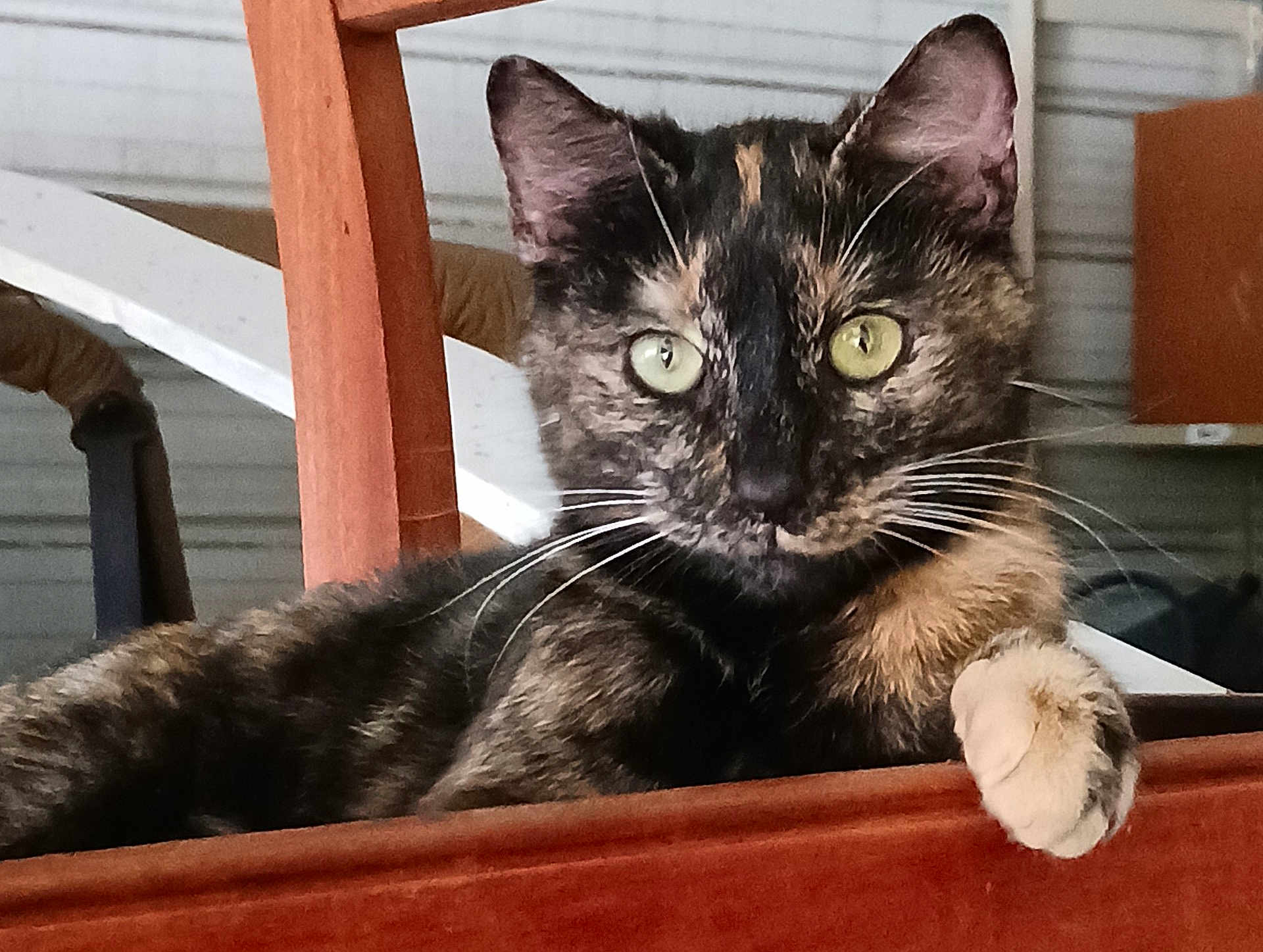 Pumpkin joined the competition — help win amazing prizes! cat, tortoiseshell_cat, pet, animal, feline, paw, green_eyes, whiskers, wooden_furniture, indoor, resting, looking_at_camera, close_up, domestic_cat, cute, curious, relaxed, household, portrait, tabby