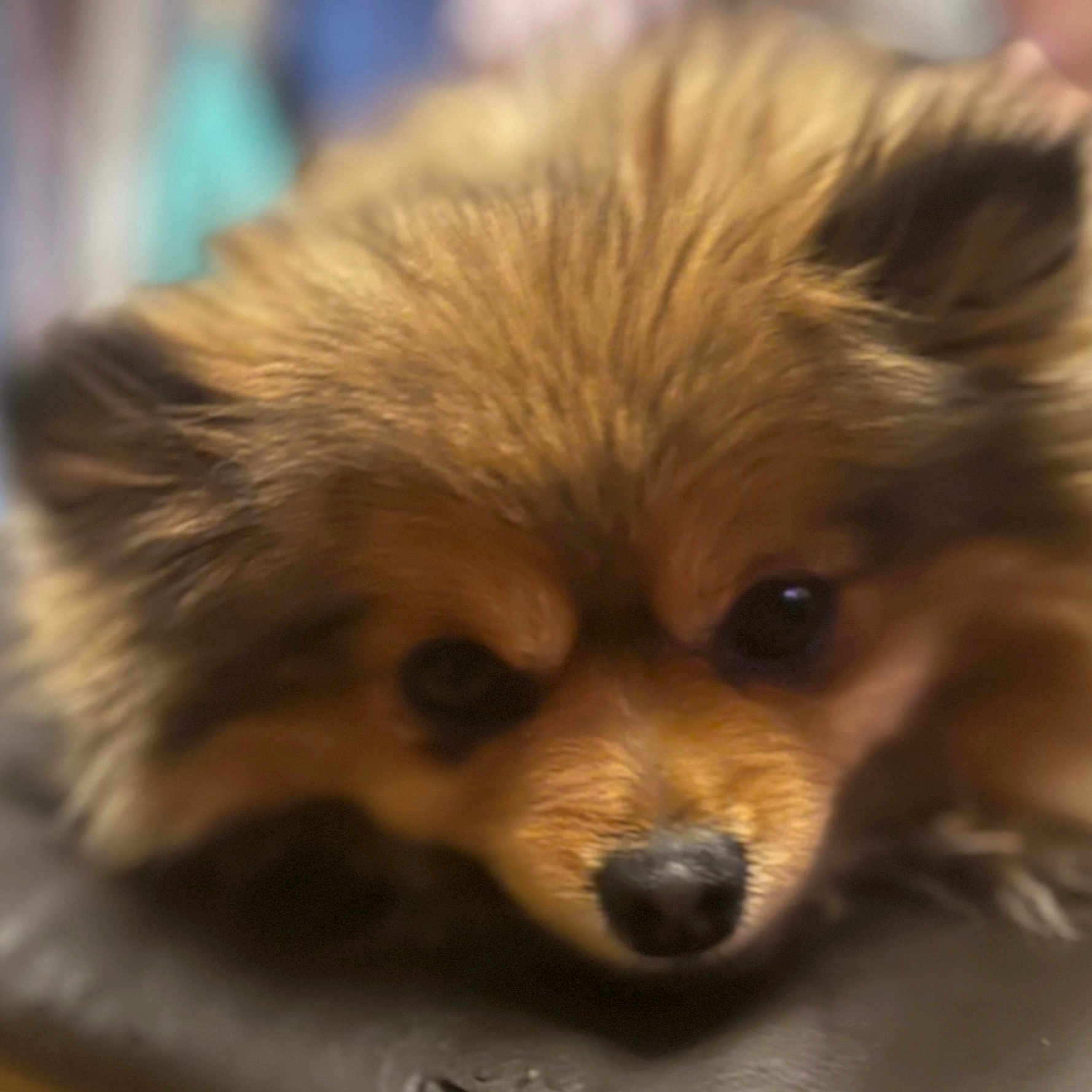 Nala a rejoint le concours — aidez-le/la à gagner de superbes lots ! animal, brown_fur, close_up, companion, cute, cute_pet, dog, domestic_animal, ears, face, fluffy, fur, indoor, laying, muzzle, nose, pet, portrait, resting, soft_focus