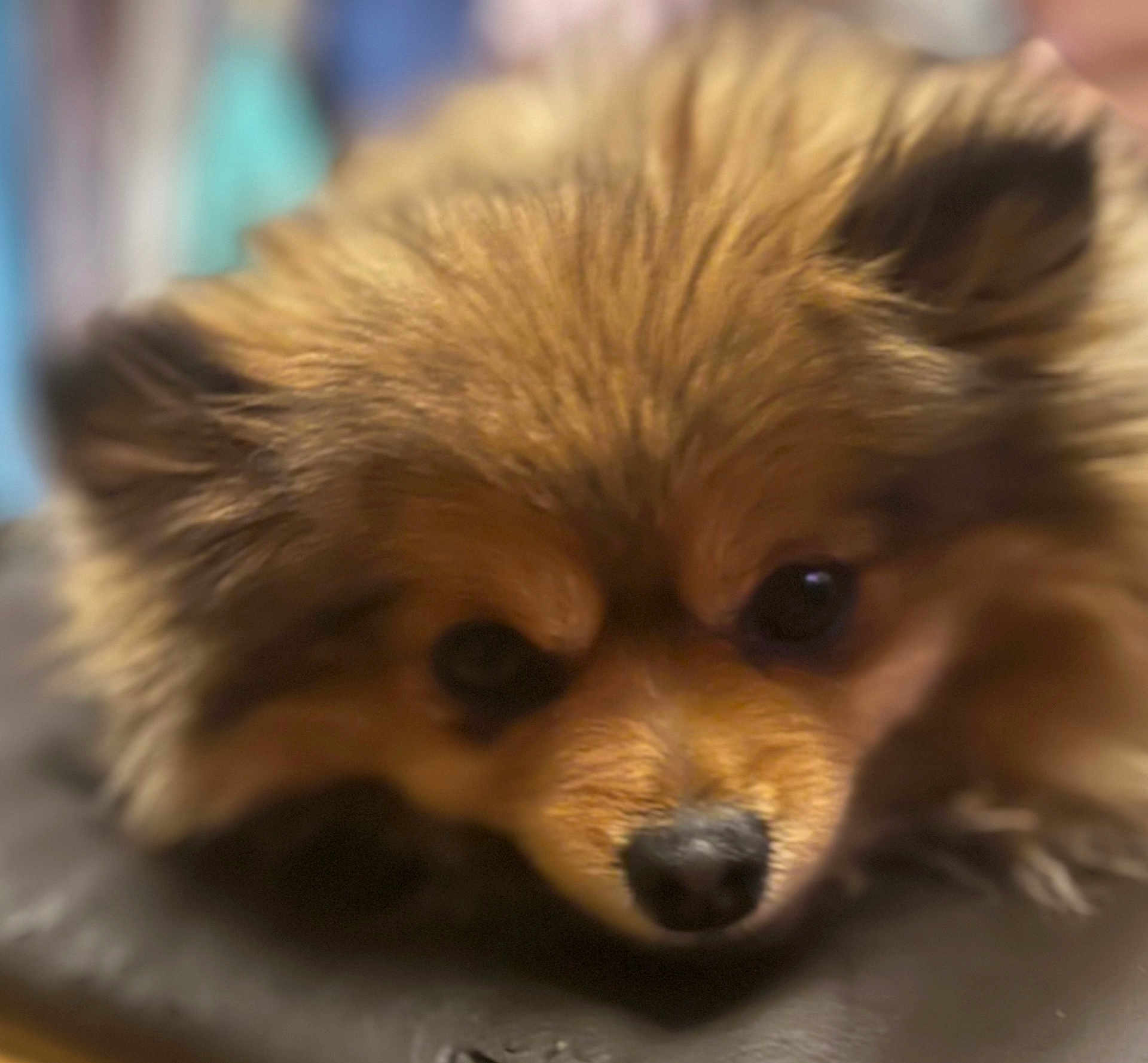 Nala a rejoint le concours — aidez-le/la à gagner de superbes lots ! dog, close_up, fluffy, resting, brown_fur, pet, animal, cute, face, ears, nose, indoor, soft_focus, muzzle, fur, domestic_animal, companion, laying, portrait, cute_pet