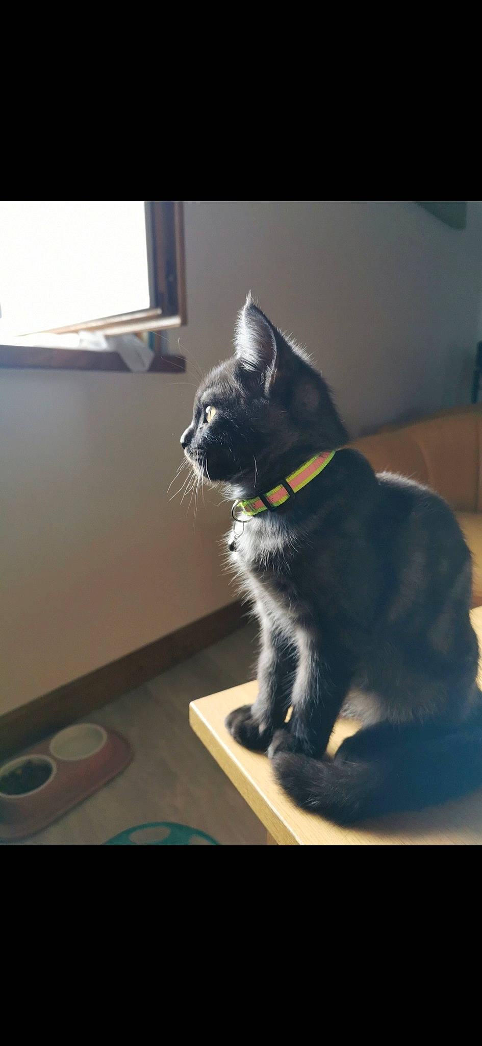 Percy a rejoint le concours — aidez-le/la à gagner de superbes lots ! asian, black_cat, carnivore, cat, chartreux, domestic_short_haired_cat, ear, felidae, fur, kitten, korat, mammal, nebelung, russian_blue, small_to_medium_sized_cats, snout, tail, whiskers, window