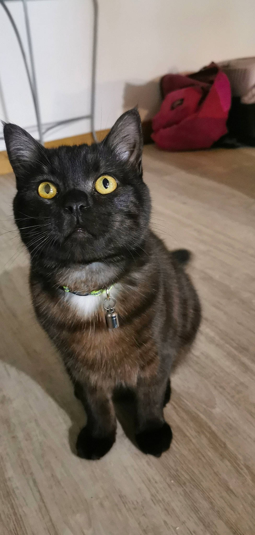 Percy a rejoint le concours — aidez-le/la à gagner de superbes lots ! asian, black_cat, bombay, british_semi_longhair, carnivore, cat, domestic_long_haired_cat, domestic_short_haired_cat, european_shorthair, felidae, german_rex, kitten, korat, mammal, polydactyl_cat, small_to_medium_sized_cats, snout, tail, vertebrate, whiskers