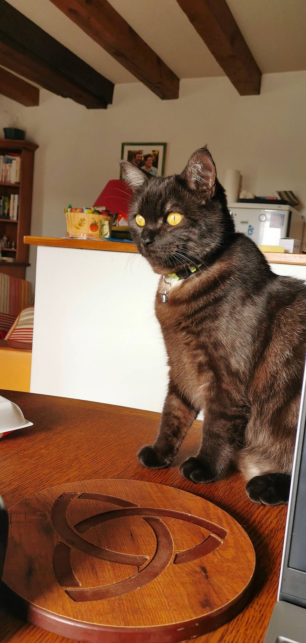 Percy participe au concours pour gagner de l'argent avec cette photo : american_shorthair, asian, california_spangled, carnivore, cat, domestic_short_haired_cat, dragon_li, european_shorthair, felidae, german_rex, kurilian_bobtail, mammal, small_to_medium_sized_cats, tabby_cat, whiskers