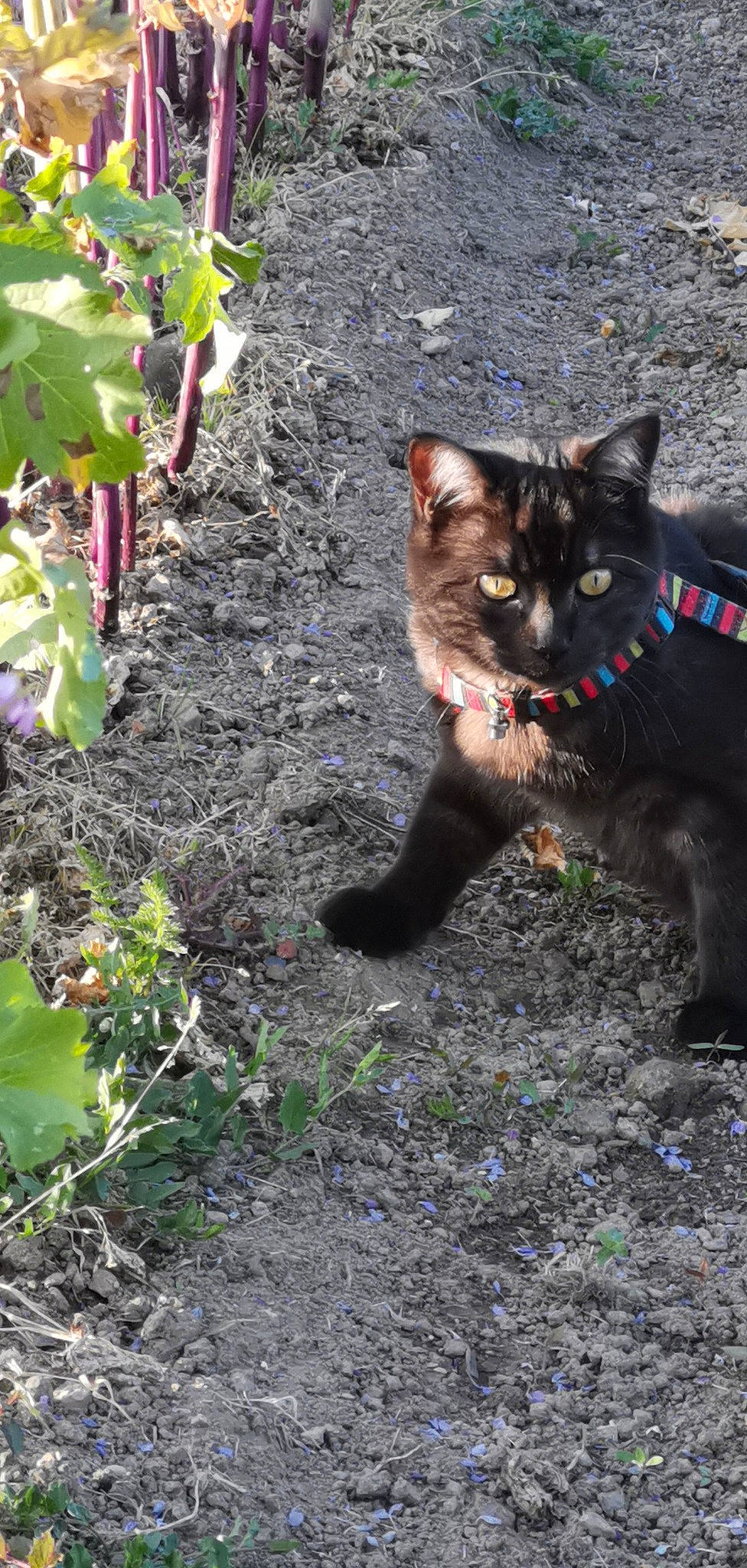 Percy participe au concours pour gagner de l'argent avec cette photo : black_cat, bombay, carnivore, cat, domestic_short_haired_cat, felidae, german_rex, organism, plant, small_to_medium_sized_cats, soil, whiskers, wild_cat