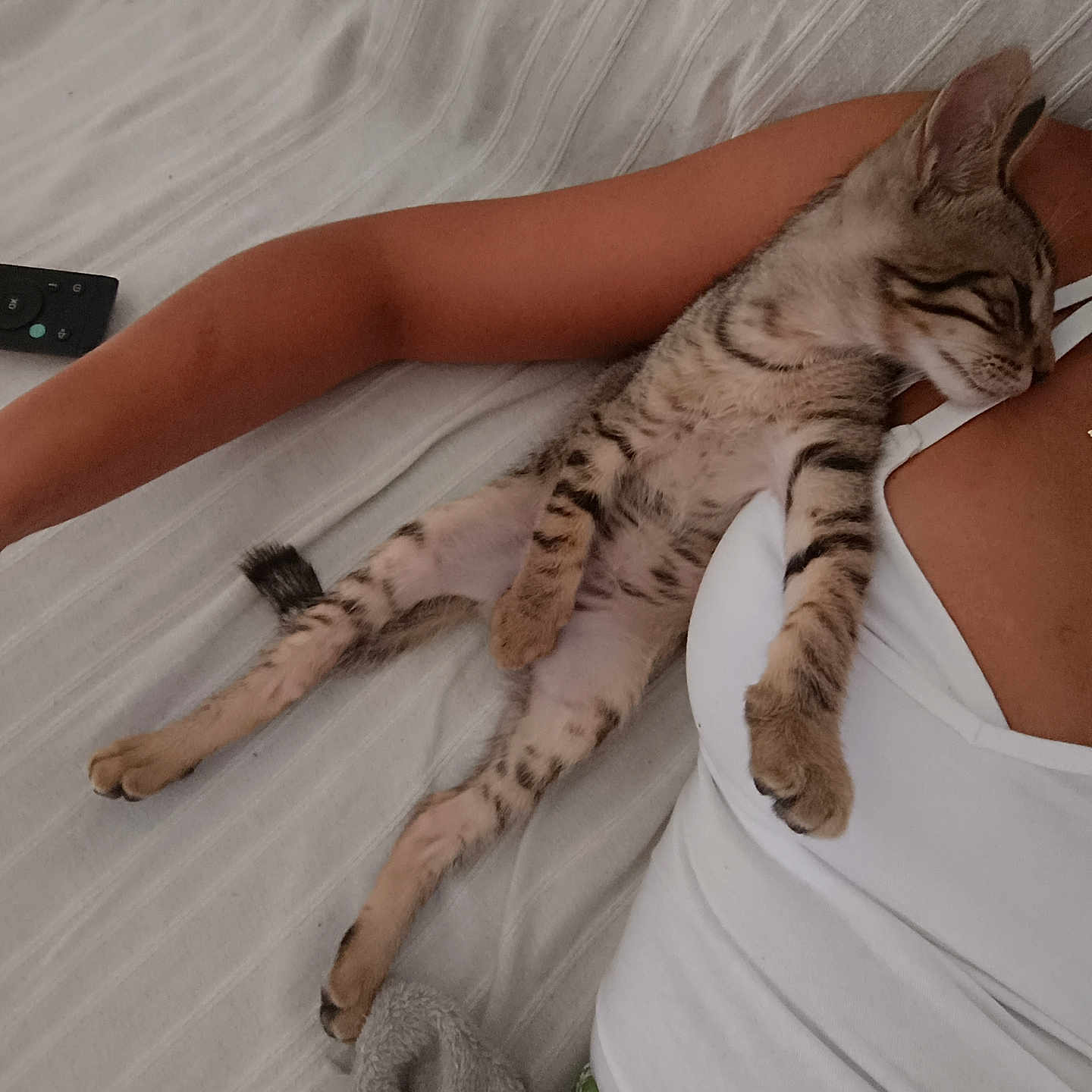 Kiwi participe au concours pour gagner de l'argent avec cette photo : bed, blanket, cat, cozy, cute, domestic_animal, fur, human_arm, indoor, kitten, nap, paw, person, relaxing, resting, skin, sleeping, striped_cat, striped_fur, white_clothing