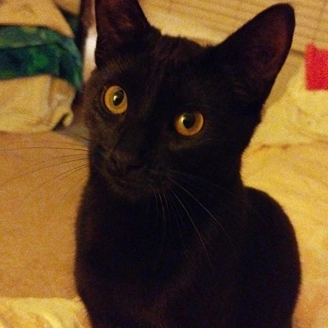 Dinkydo