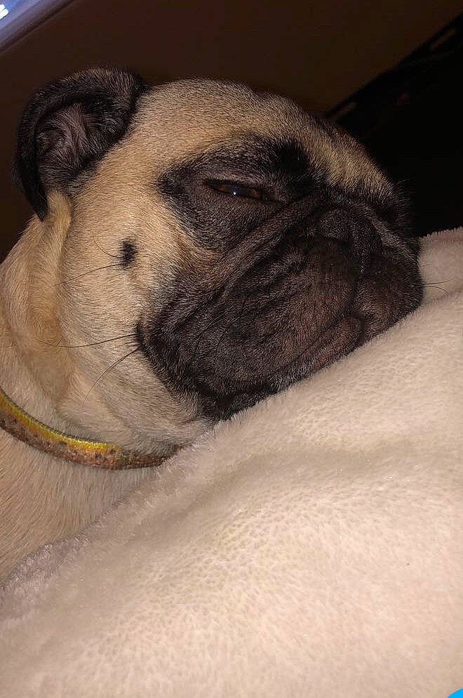 Ace joined the competition — help win amazing prizes! australian_bulldog, british_bulldogs, bulldog, canidae, carnivore, companion_dog, dog, dog_breed, fawn, mammal, non_sporting_group, old_english_bulldog, pug, puppy, skin, snout, toy_bulldog, toy_dog, vertebrate, wrinkle