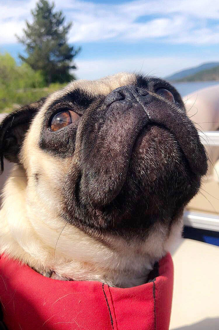 Ace joined the competition — help win amazing prizes! canidae, carnivore, companion_dog, dog, dog_breed, fawn, mammal, nose, pug, snout, toy_dog, vertebrate, whiskers, wrinkle