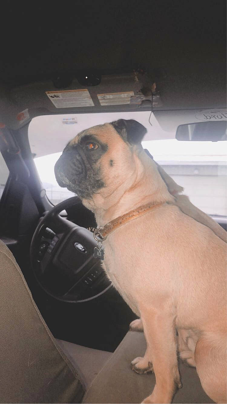 Ace joined the competition — help win amazing prizes! canidae, carnivore, companion_dog, dog, dog_breed, fawn, non_sporting_group, pug, puppy, snout, toy_dog