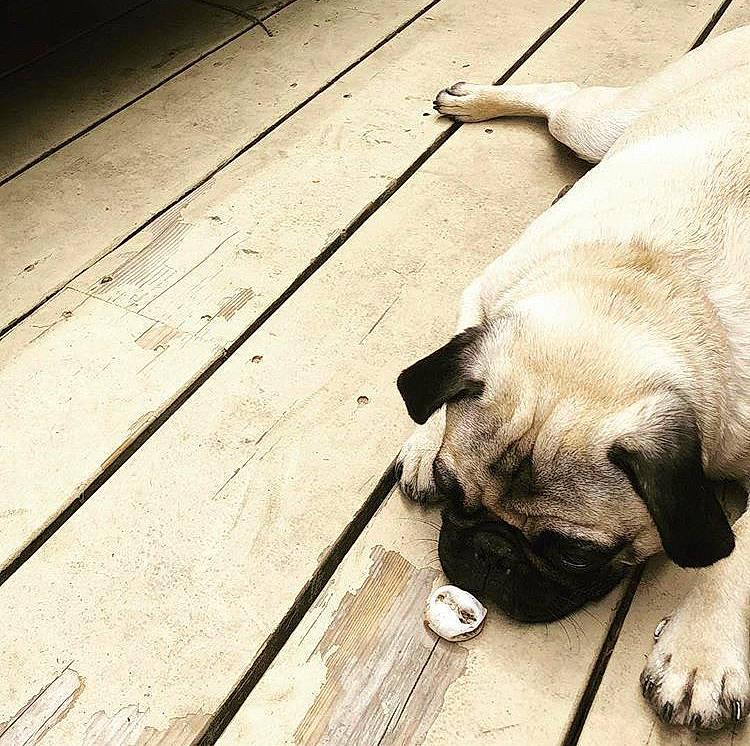 Caesar is registered to the contest to win money with this photo: boerboel, bullmastiff, canidae, carnivore, companion_dog, dog, dog_breed, english_mastiff, fawn, floor, leash, mammal, pug, puppy, puppy_love, snout, sporting_group, toy_dog, wood